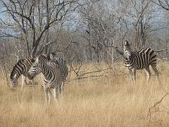 Suedafrika (119)